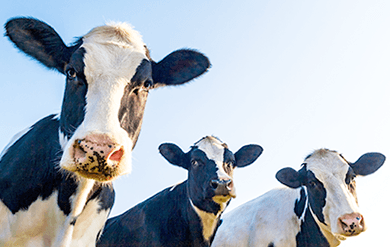 Pozyx: Enhancing Dairy Farm Productivity and Animal Welfare